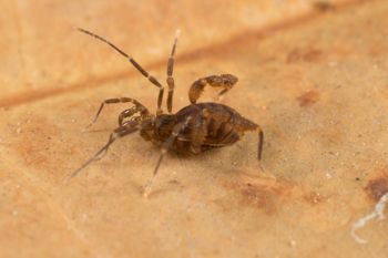 Media type: image; Invertebrate Zoology 151595